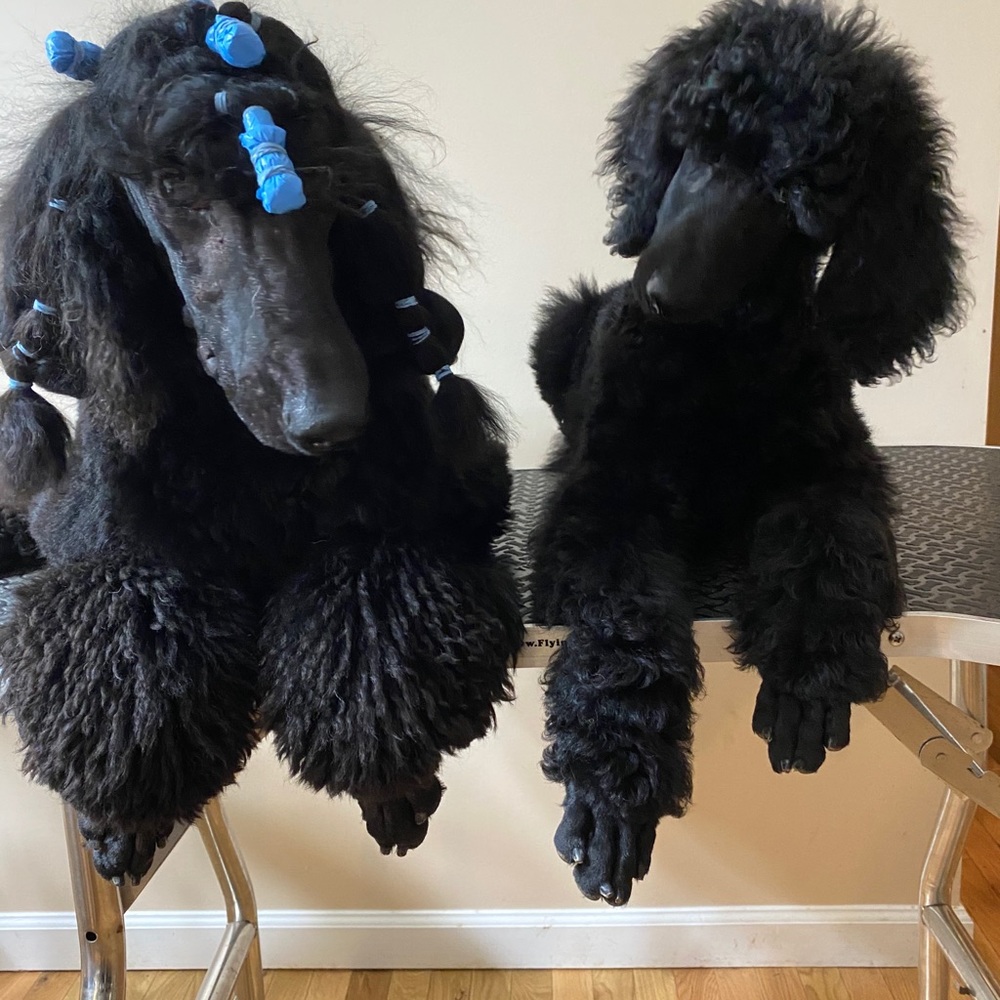 Meet your Posher, Lauren